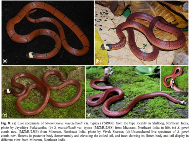 coral-snake