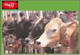 cow-sanctuary