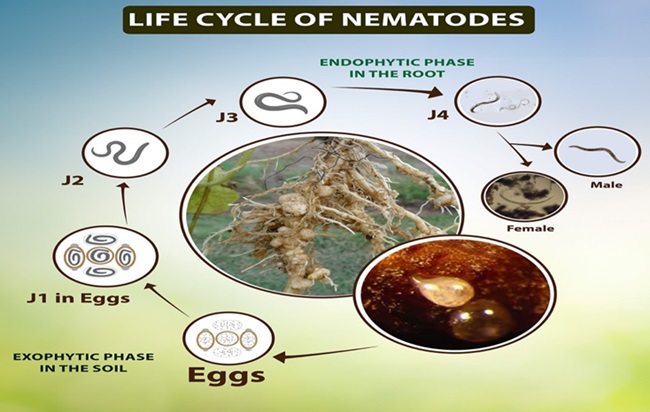 cycle-of-nematode