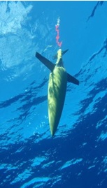 deep-ocean