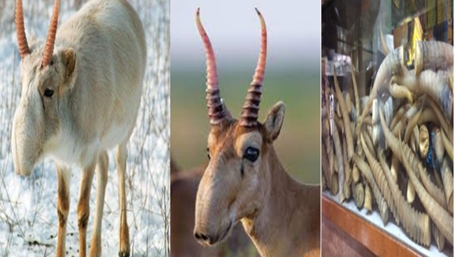 deer-ice-age