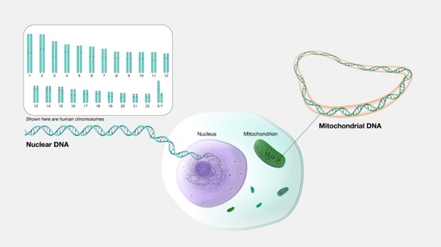 dna