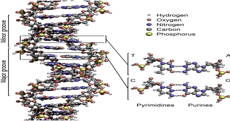 dna