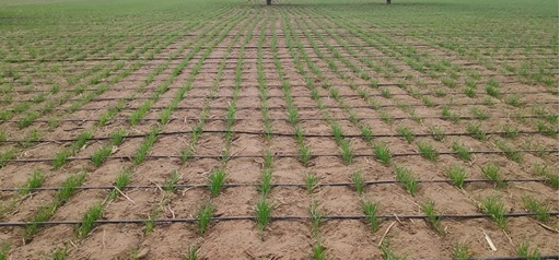 drip-irrigation