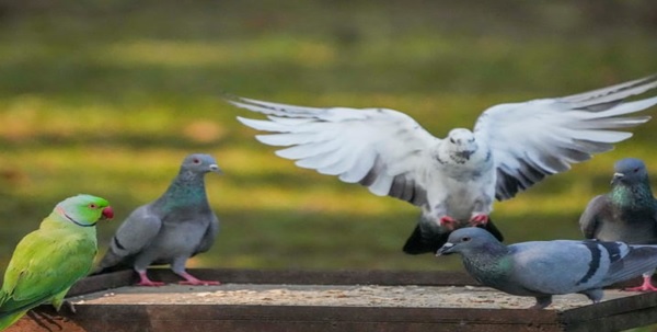 ebird-site