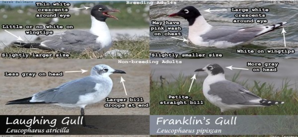 franklin-gull