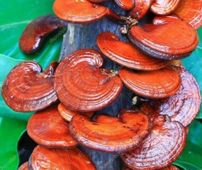 ganoderma-lucidum