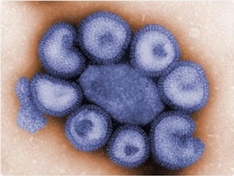 influenza-a-virus