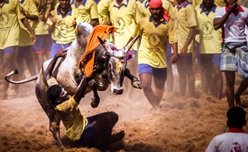 jallikatu