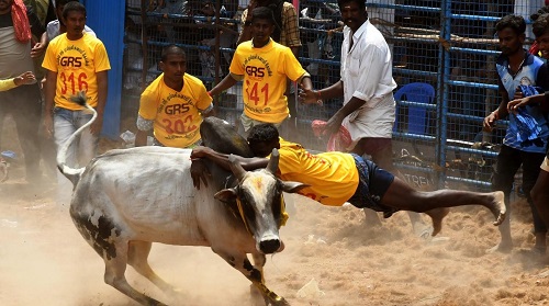 jallikatu