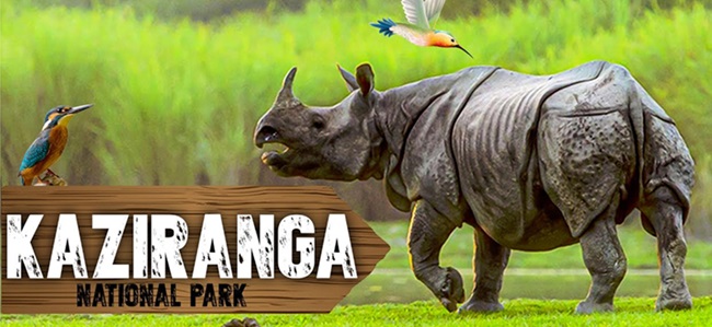 kajiranga
