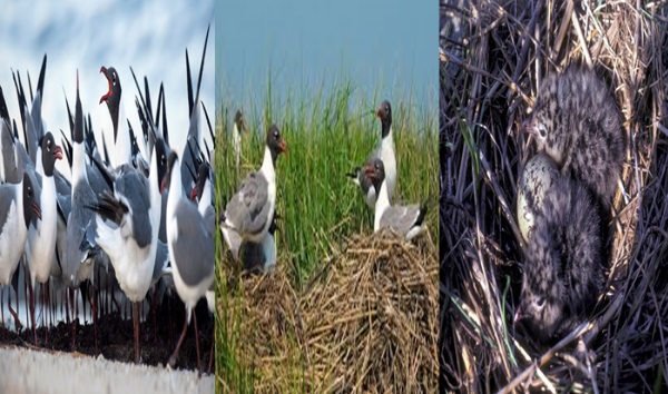 laughing-gull-bird
