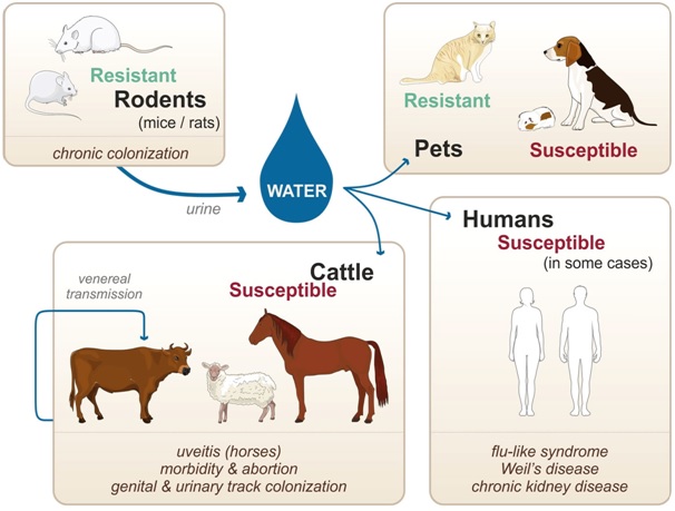 leptospirosis