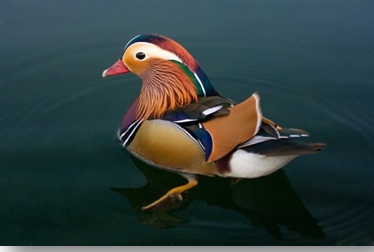 mandarin-duck