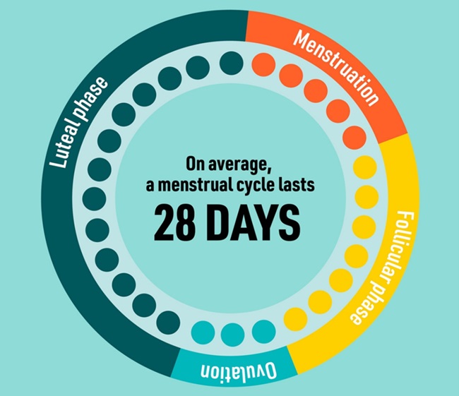 mensuration-cycle