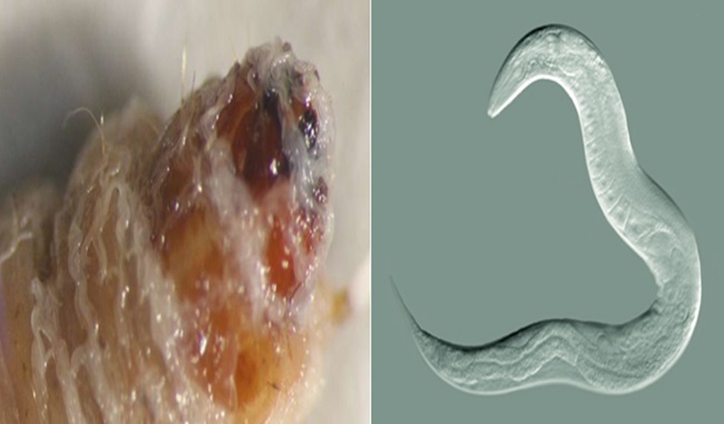 nematode-species