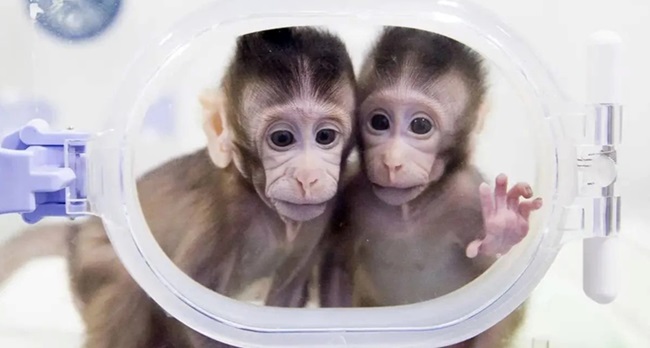 nerysus-monkey-clone