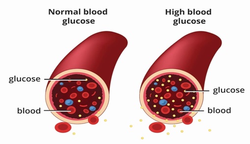 normal-blood