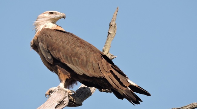 palas-fish-eagle