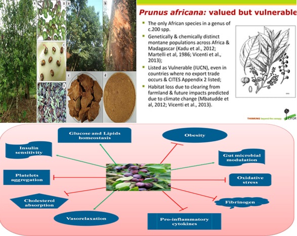 prunus-africana