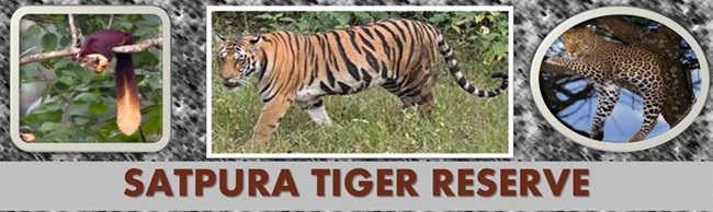 satpura-tiger-reserve