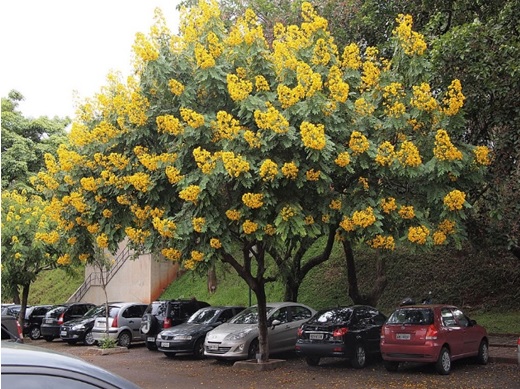 senna-spectabilis
