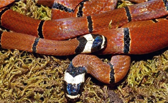snakesinomicurus