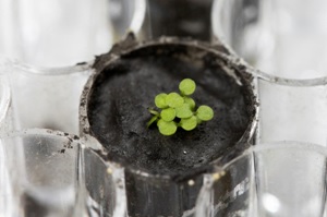 soil-of-the-moon