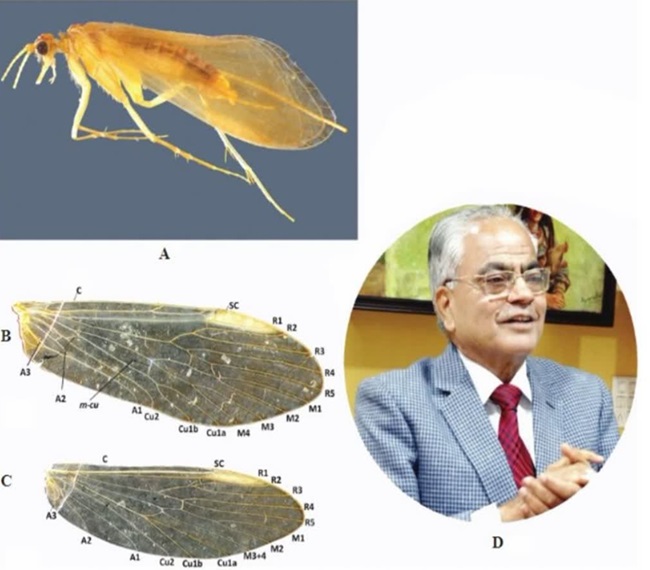 species