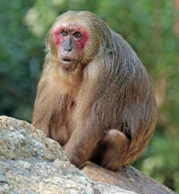 stump-tailed-macaque