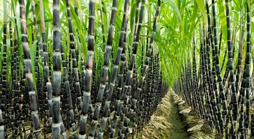 sugar-cane