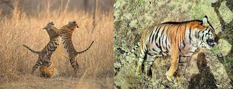 tadoba-andhari-tiger-reserve
