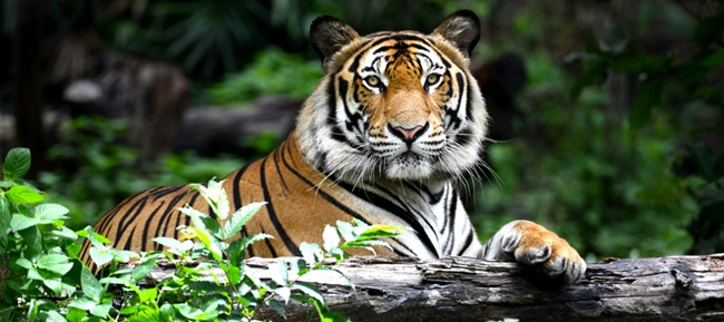 tiger