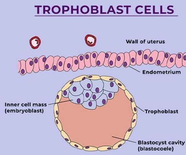 trophoblast-cell