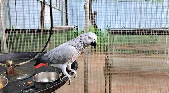 African-Grey-Parrot