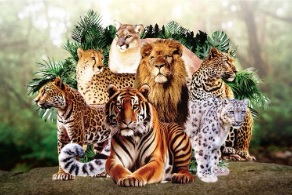 Big-Cats-Alliance