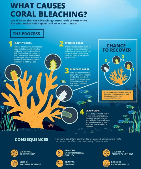 Coral-Bleaching