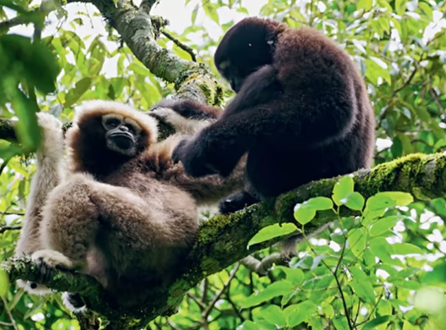 Skywalker Hoolock Gibbon - Sanskriti IAS