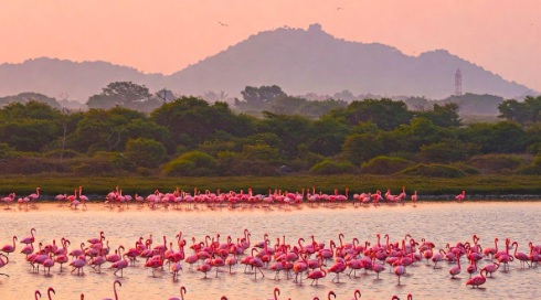 Flamingo-Sanctuary