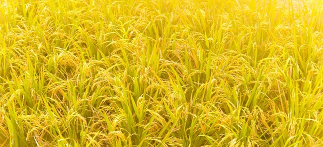 Golden Rice In India Golden Rice - Sanskriti IAS
