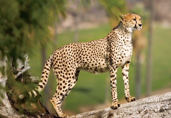 International-Cheetah-Day-2025
