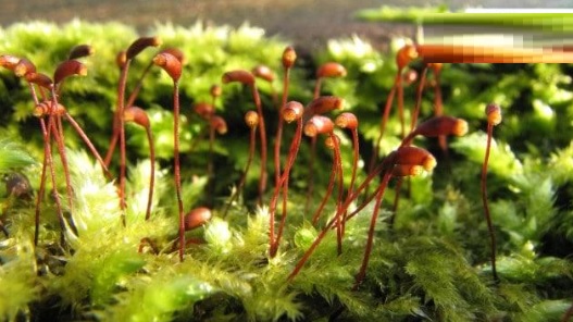 Lifespan-of-moss