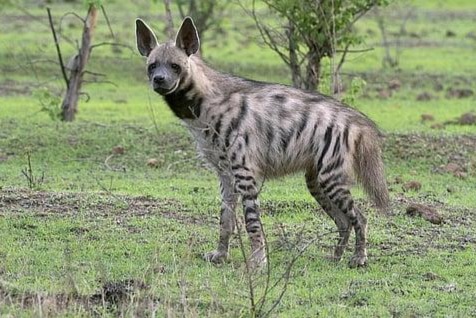 Striped-Hyena