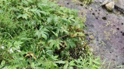 Tetrataenium-manilalianum