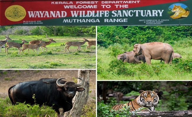 Wayanad Wildlife Sanctuary Sanskriti IAS