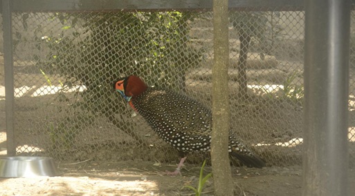 Western_Tragopan