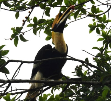 great-hornbill