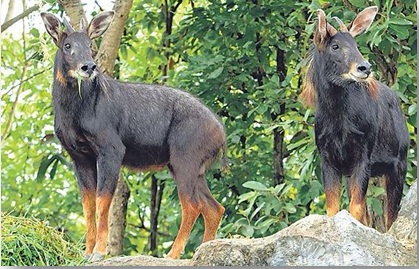 Himalayan Serow-Sanskriti IAS