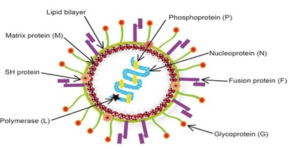 human-metapneumovirus