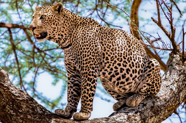Status Report of Leopards in India, 2024